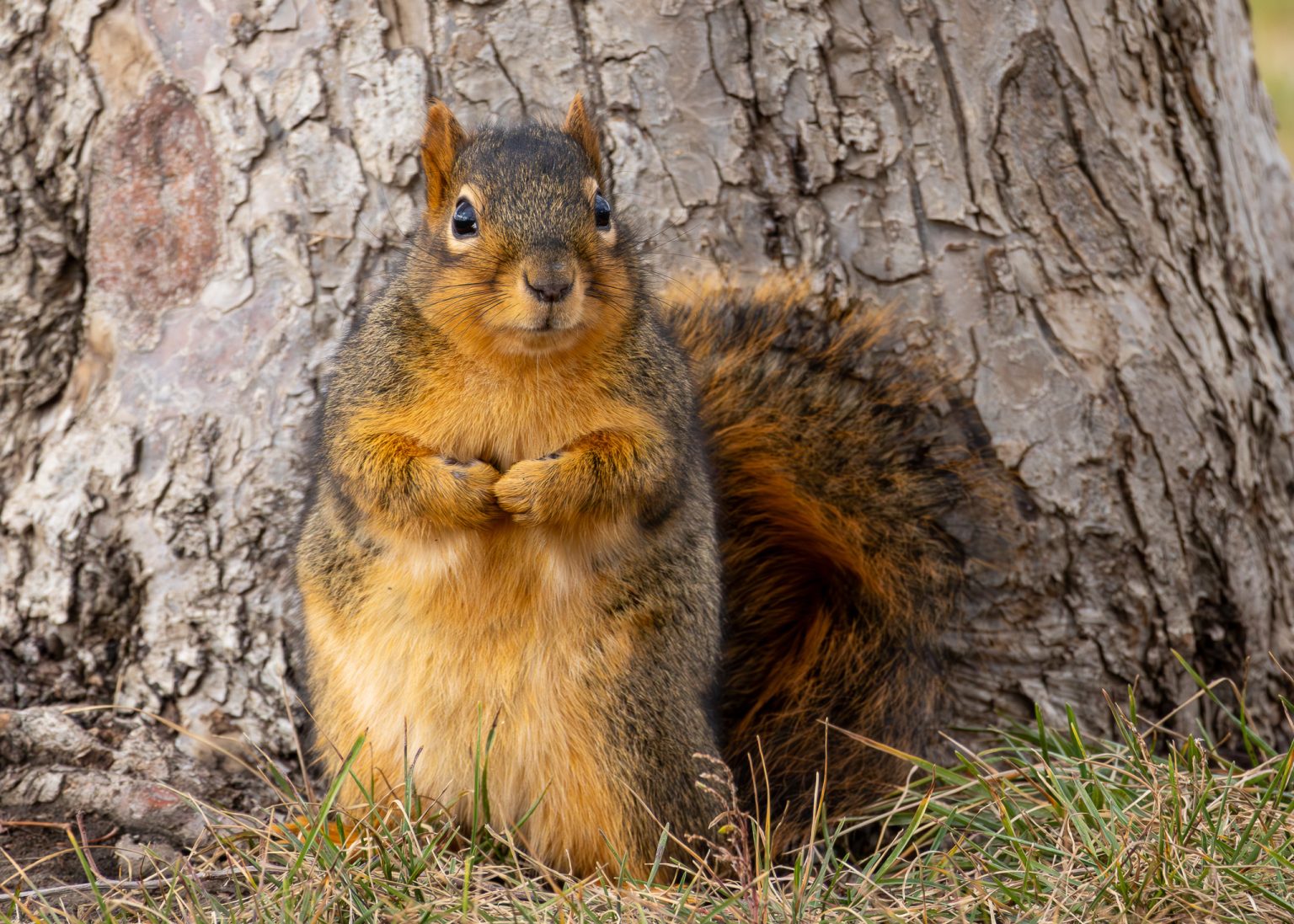 Secret Squirrels