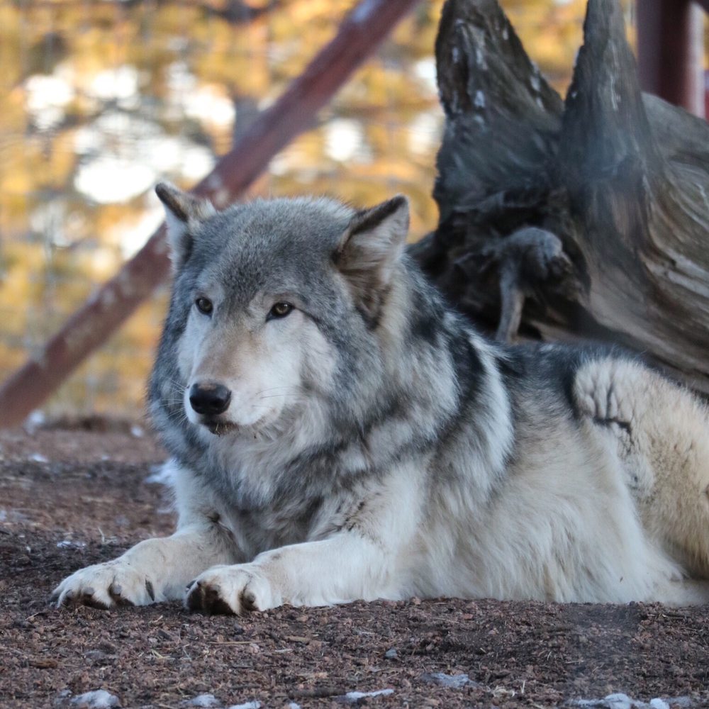 Colorado Wolf and Wildlife Center